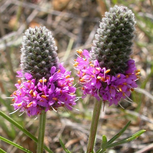 Prairie, Purper