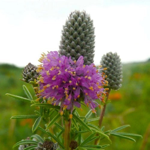 Prairie, Purper