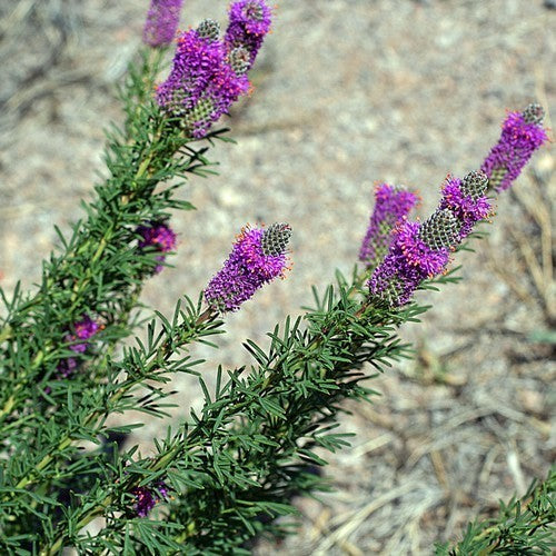 Prairie, Purper
