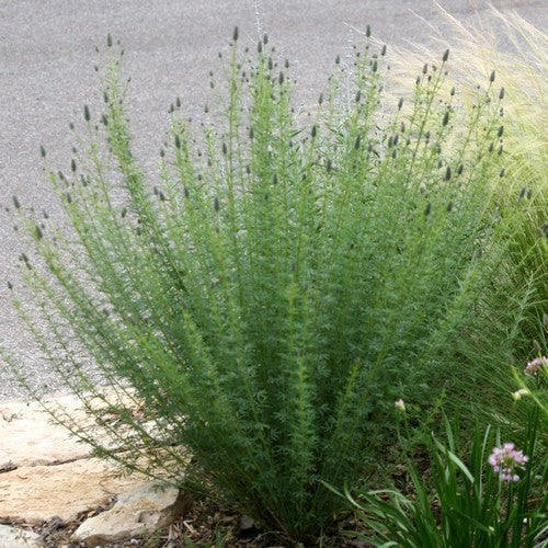 Prairie, Purper
