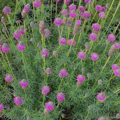 Prairie, Purper