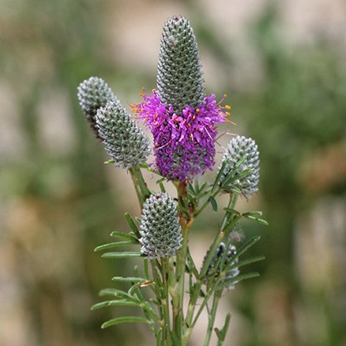 Prairie, Purper