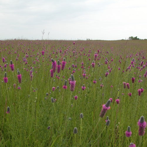 Prairie, Purper