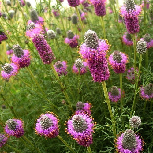 Prairie, Purper
