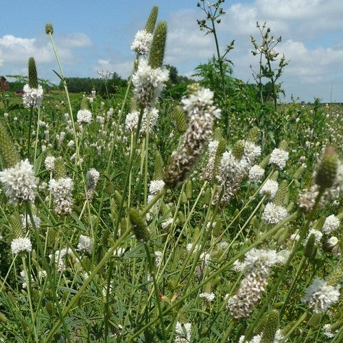 Prairie, Witte