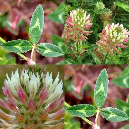Arrowhead Clover
