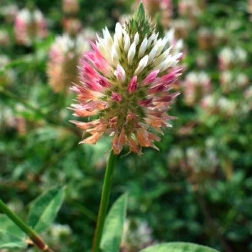 Arrowhead Clover