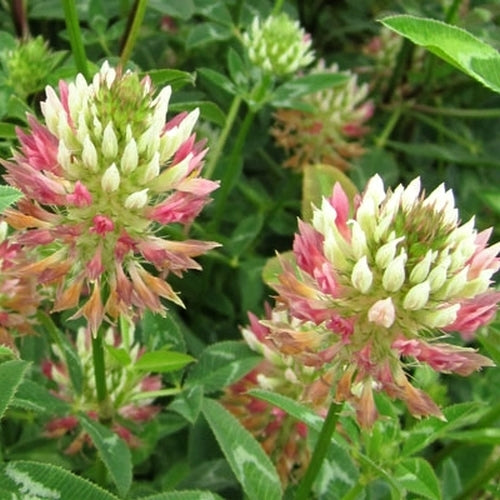 Arrowhead Clover