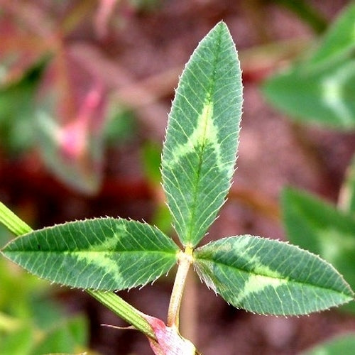 Arrowhead Clover