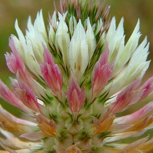 Arrowhead Clover