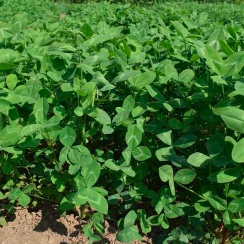 Arrowhead Clover