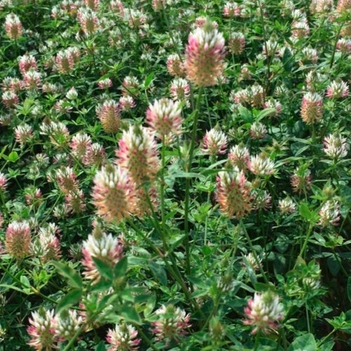 Arrowhead Clover