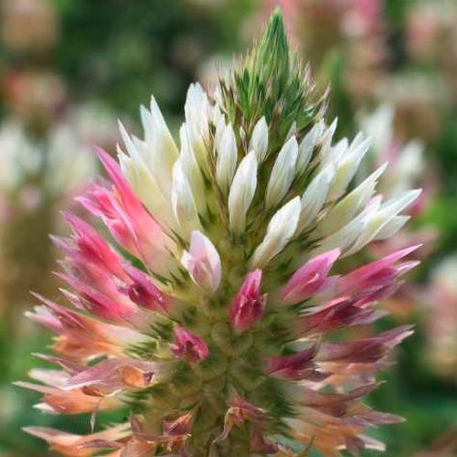 Arrowhead Clover