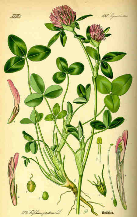 Red Clover 'Kvarta' / 'Bonus' / 'Agil' / 'Margot' / 'Rozeta' /