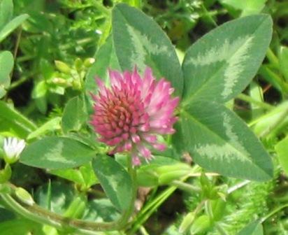 Red Clover 'Kvarta' / 'Bonus' / 'Agil' / 'Margot' / 'Rozeta' /