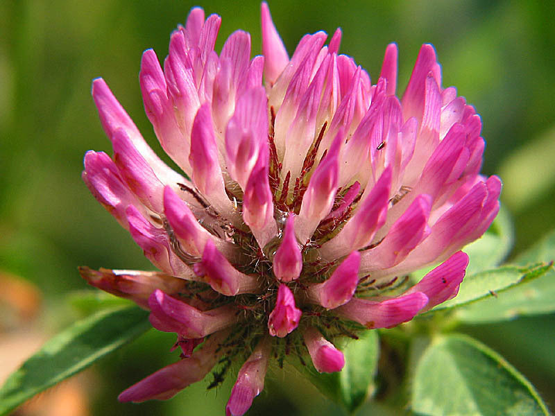 Red Clover 'Kvarta' / 'Bonus' / 'Agil' / 'Margot' / 'Rozeta' /
