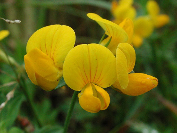 Common Bird's-foot Trefoil 'Leo'