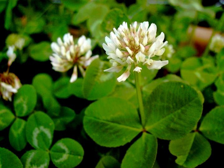 White Clover 'Jura' / 'Haifa' / 'Merwi' / 'Bombus' / 'Apolo'