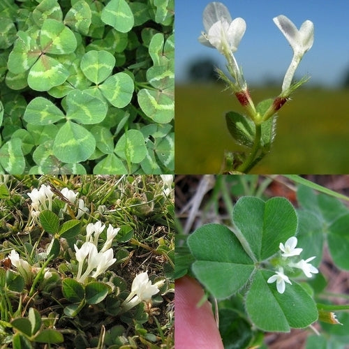 Wonderklaver 'Campeda' / 'Urana' / 'Dalkeith'