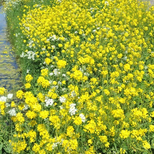 Koolzaad, Zomer 'Helga' / 'Jumbo'