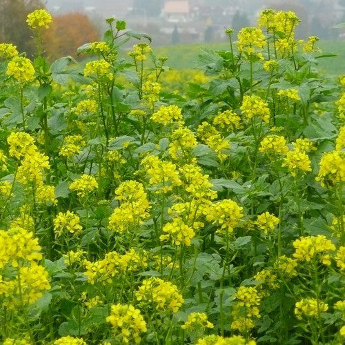 Rapeseed, Winter & Summer 'Lenox' / 'Buko' / 'Malwira'