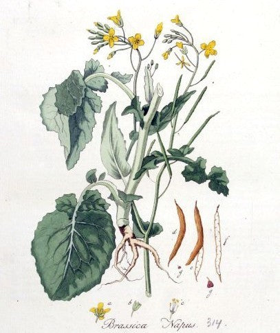 Rapeseed, Winter & Summer 'Lenox' / 'Buko' / 'Malwira'