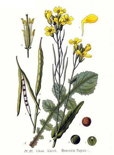 Rapeseed, Winter & Summer 'Lenox' / 'Buko' / 'Malwira'