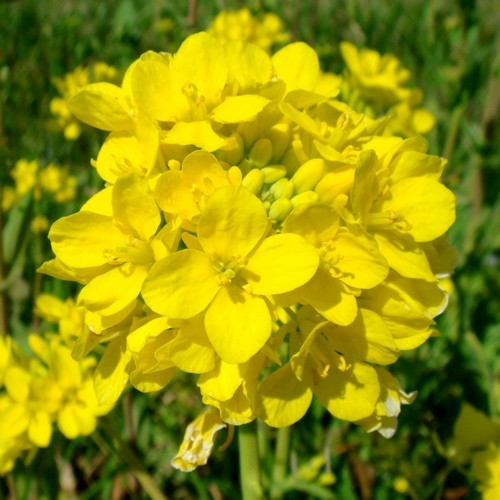 Rapeseed, Winter & Summer 'Lenox' / 'Buko' / 'Malwira'