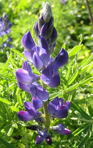 Blauwe Bittere Lupine 'Azuro' / 'Karo'