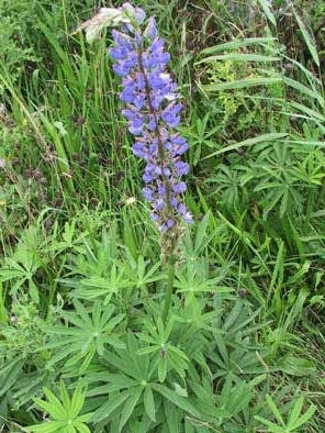 Blauwe Bittere Lupine 'Azuro' / 'Karo'