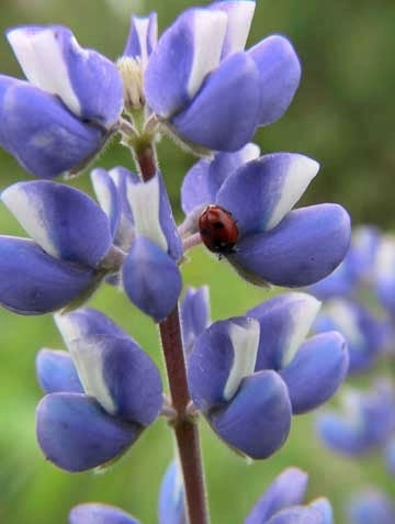Blauwe Bittere Lupine 'Azuro' / 'Karo'