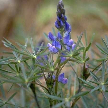 Blue Sweet Lupin 'Rumba' / 'Tango' / 'Prima' / 'Arabella' /