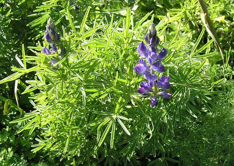 Blue Sweet Lupin 'Rumba' / 'Tango' / 'Prima' / 'Arabella' /