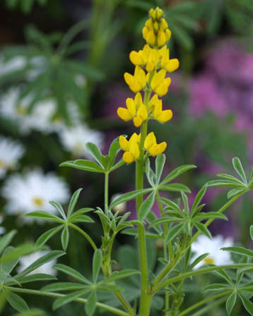 Gele Zoete Lupine 'Mister' / 'Diament'