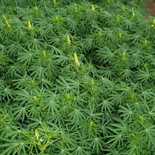 Zoete Witte Lupine 'Nelly' / 'Amiga' / 'Energy' / 'Celina'