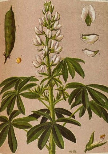 Zoete Witte Lupine 'Nelly' / 'Amiga' / 'Energy' / 'Celina'