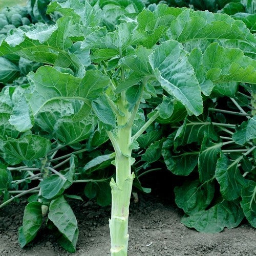 MergKool 'Astera'