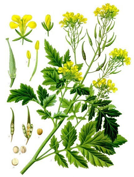 Mosterd, Gele 'Ludique' / 'Maryna' / 'Sarah' / 'Flevo' / 'Crat'