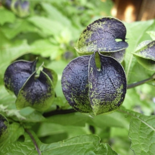 Nicandra