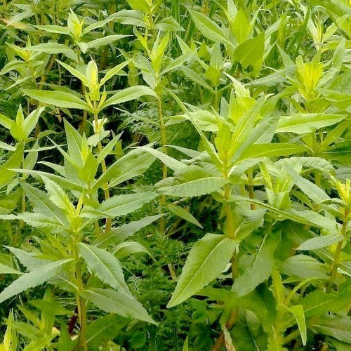Niger Ginger 'Ramba Zamba'