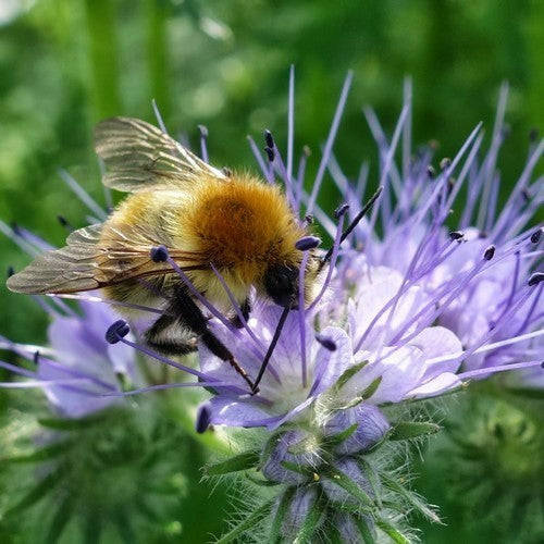 Phacelia 'Natra' / 'Stala' / 'Factotum' / 'Lilla'
