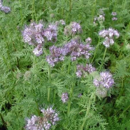 Phacelia 'Natra' / 'Stala' / 'Factotum' / 'Lilla'