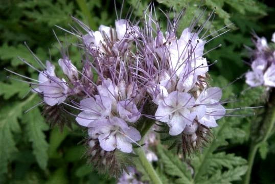 Phacelia 'Natra' / 'Stala' / 'Factotum' / 'Lilla'