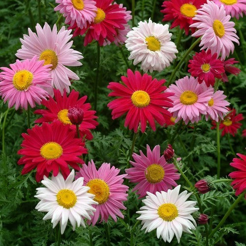 Pyrethrum