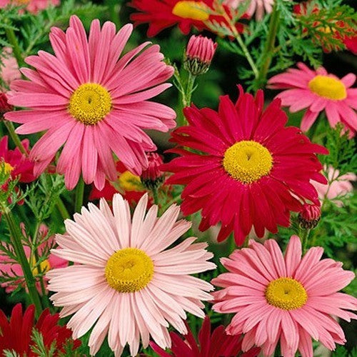 Pyrethrum