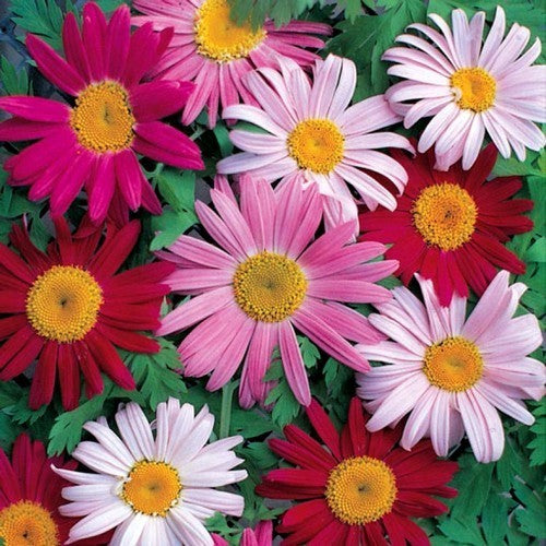 Pyrethrum