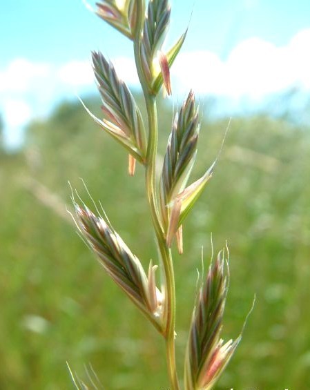Raaigras, Italiaans 'Ligrande' / 'Virgyl'