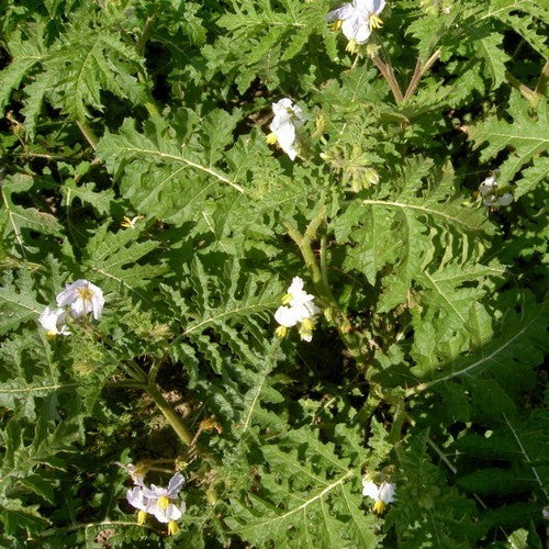 Raketblad 'Pion'