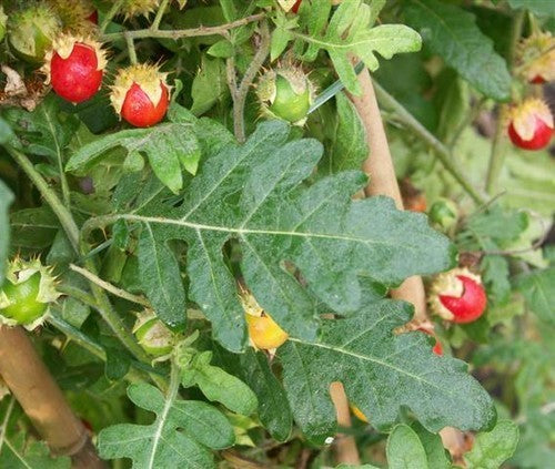 Raketblad 'Pion'