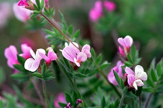 Seradella 'Aza'